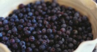 Buy Juniper Berries Online in Dried Form via UK Based Online Store