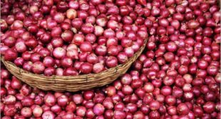 Wholesale Prices Onion Distributors in Mexico