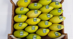 Fresh Mango Distributors in Mexico Location