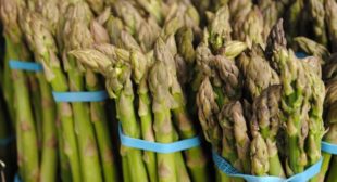 Purchase Online Organic Asparagus Suppliers in Mexico