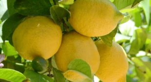 Wholesale prices Organic Lemon Distributor in Mexico