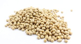 Buy Wholesale Soya Beans Online in UK