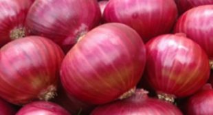 Buy Fresh Onions of Different Varieties from Suppliers in Mexico