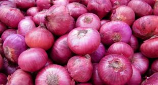 Fresh Online Onion Distributors in Mexico