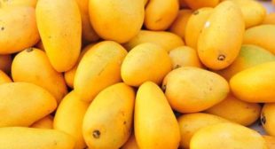 Fresh Mango Suppliers in Mexico Ensure Abundant Supply of Mangoes All Seasons