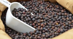 Order online wholesale prices Juniper berries in UK