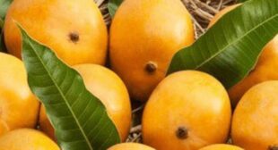 Buy Different Varieties of Mexican Mango from Reputed Suppliers