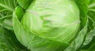Purchase fresh cabbage from reliable suppliers in Mexico