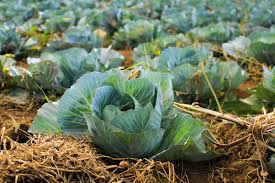 Choose online Cabbage suppliers from USA based reputed store