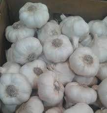 Choose online wholesale prices Garlic distributors in Mexico location
