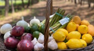 Choose online Organic fruits and vegetables distributor