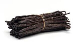 Everything about the Most Loved Flavor- Vanilla Beans