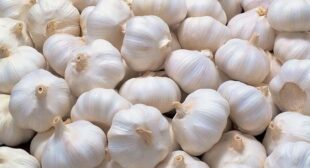 Get Price & Quality Benefit by Contacting with Reputed Garlic Distributors