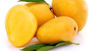 Try Unusual Recipes by Buying Mango from Online Suppliers