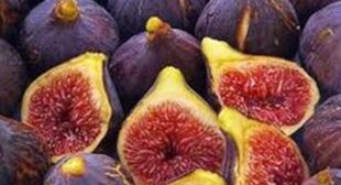 Grow Fig in your Garden by Purchasing Fig Tree from Supplier