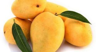 High Demand of Mexican Mango Distributors in America
