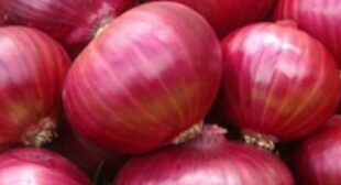 Buy Onions from Suppliers in Bulk & Learn their Right Storage Technique