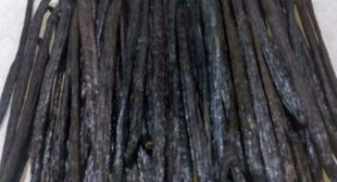Vanilla Beans Grade A: All-Purpose Beans with High on Moisture Content