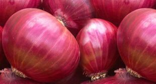 Onion Distributors Ensure Enough Supply of Green & Sweet Onions in Every Season