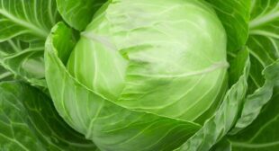 Improve Your Health by Eating Cabbage: One Vegetable, Multiple Benefits