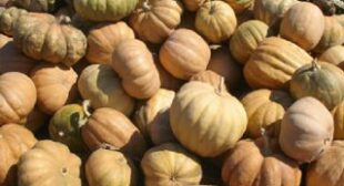 Buy Fresh Squash from Suppliers to Obtain its Myriad Benefits