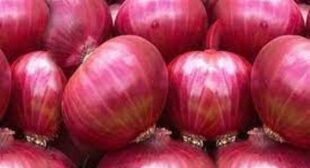 Buy Onion Online From Onion Distributors And Enjoy Its Health Benefits