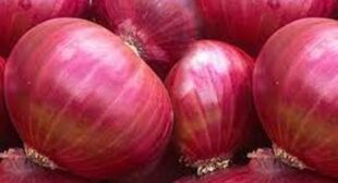 Grow Onions in Pots & Containers in Homes