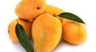Increase the Natural Sweetness of Foods with Mangoes from Mango Distributors