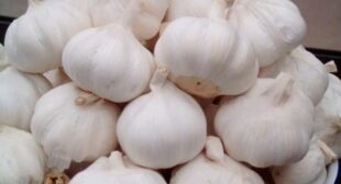 Grow your Business and Have the Most Wonderful Benefits of Garlic with Garlic Suppliers