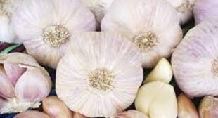 Grow Garlic in Garden to Enjoy Fresh and Organic Food