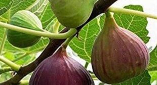 Fresh And High Quality Figs From Fig Distributors