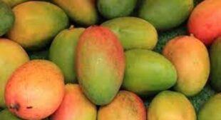 Lower your Cholesterol in a Healthy Way with Mango Suppliers