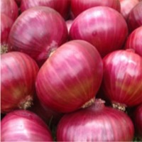 Get the Remarkable Health Benefits with Onion Suppliers