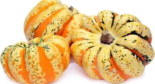 Promote Your Heart Health with the Help of Squash Suppliers