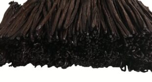 Make Your Best Dish More Tasty with Madagascar Vanilla Beans