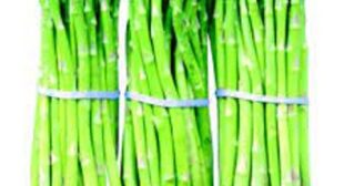 Avail the Organic Health Benefits with Asparagus Suppliers
