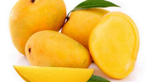 Get the Variety of Fresh Mangoes from the Mango Supplier