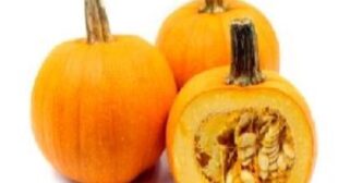 Preserving The Freshness – The Commitment of Squash Suppliers to Deliver Quality Produce