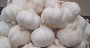 Maintain the Perfect Balance of Taste and Health with Garlic Distributor