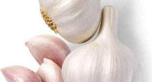 Spice up Your Garlic Game with Garlic Distributors