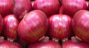 Peel Back The Layers Of Flavor With Onion Supplier