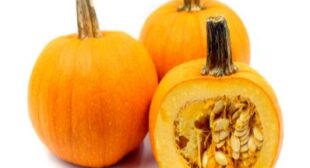 Embrace the Autumn Flavors with Squash Suppliers