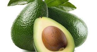 Nurturing Global Palates With Fresh Avocado Exporters And Suppliers