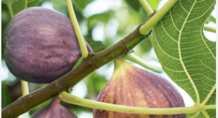 Fig Distributors: Availing Good Health