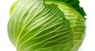 Cabbage Distributors: TheIndispensable Role Played