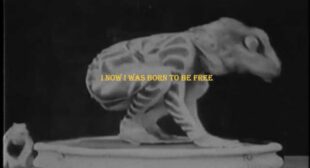 COLD SHOULDER Song Lyrics