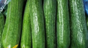 Fresh Cucumber Distributors Ensure Seamless Management of Supply Chain