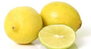 The Citrus harmony of Lemon Distributors