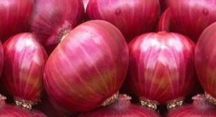 Different Types Of Onions Available With Onion Distributors And The Best Way To Use Them