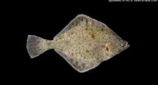 Garfield Song Lyrics